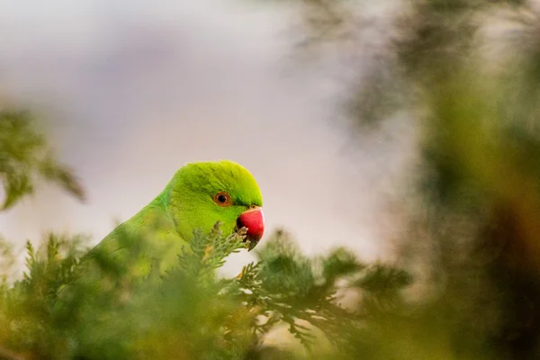 Papagaio sobre uma árvore — Fotografia de Stock