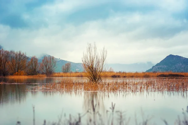 Su yüksek bir bulutlu kış gününde bataklıkta kalktı
