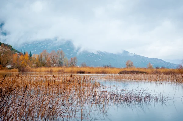 Water is lifted high in the swamp on a cloudy winter day — Stock Photo, Image