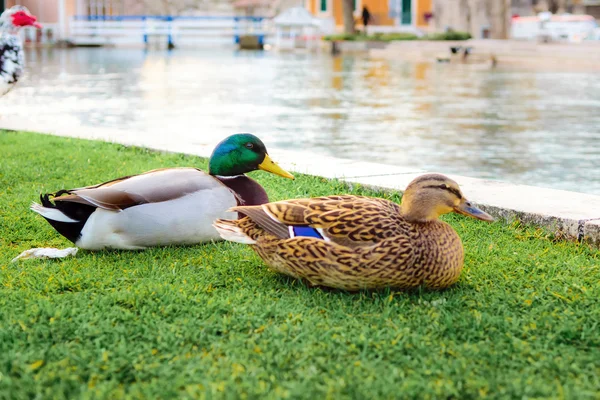 Patos en un parque de la ciudad en Solin, Croacia, disfrutando junto al agua — Foto de Stock