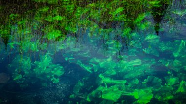 Soyut doku ve desen yeşil bitkilerin su altında