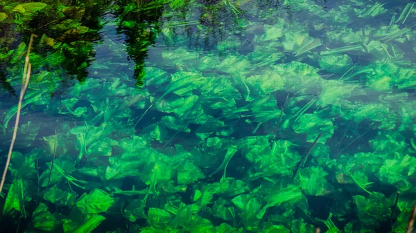 Tekstur abstrak dan pola tanaman hijau di bawah air — Stok Foto