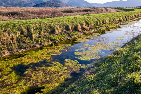 Natuur- en watervervuiling. Algen en zeewier in het water kanaal. — Stockfoto