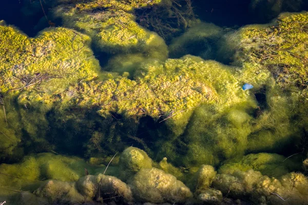 Забруднення природи та води. Водорості і водорості у водному каналі . — стокове фото