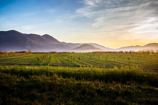 birçok genç zeytin ağaçları, gün batımı Hırvatistan ile verimli toprak