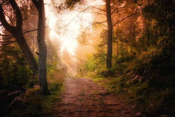 Path through the woods and light rays as they break through morn
