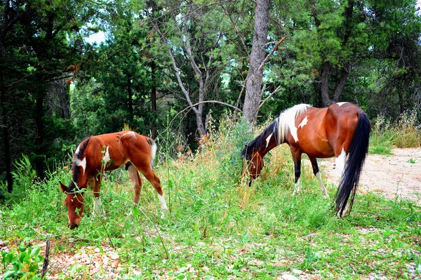 Horses grazing in the forest — Stock Photo, Image