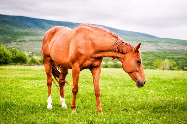 Mächtiges schönes Pferd steht auf dem Feld — Stockfoto