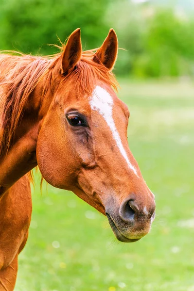 Mächtiges schönes Pferd, das auf dem Feld steht und geradeaus schaut — Stockfoto