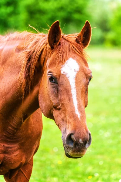 Mächtiges schönes Pferd, das auf dem Feld steht und geradeaus schaut — Stockfoto