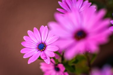 Pink flowers in garden blooming in spring