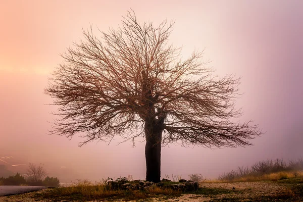 Abandoned and lonely tree in mountains shrouded in mist — Stock Photo, Image