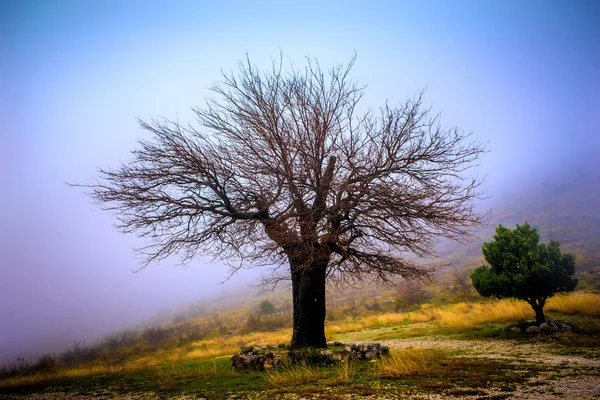 Abandoned and lonely tree in mountains shrouded in mist — Stock Photo, Image