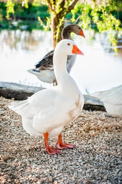 Patos jóvenes en una granja junto al lago — Foto de Stock