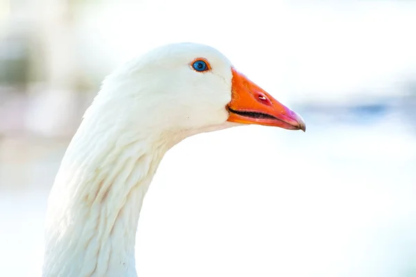Göl kenarında bir çiftlikte bir ördek kafa Close-Up — Stok fotoğraf