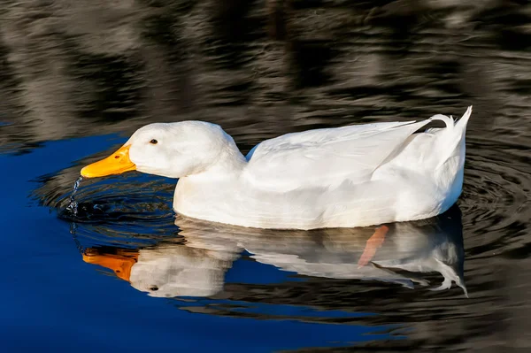 Pato blanco en el lago de agua azul — Foto de Stock