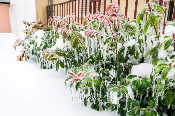 Dondurulmuş yeşil, çalılar ve çiçekler kış bahçesinde
