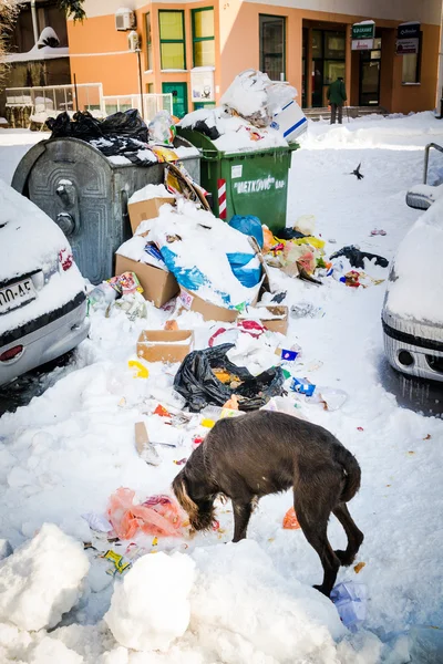 METKOVIC, CROATIE - 5 FÉVRIER : Chien à la recherche de nourriture dans les rues enneigées de Metkovic, Croatie, le 5 février 2012 . — Photo