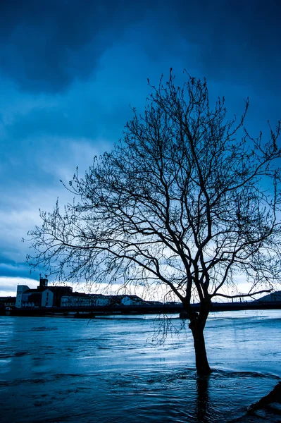 Bare tree by the river during the flood in late afternoon