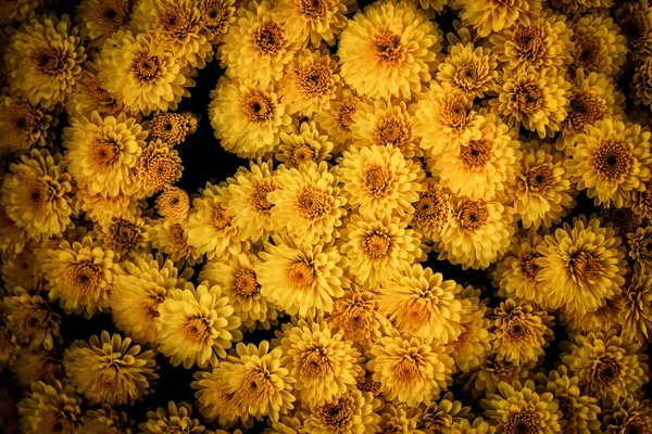 Surreal yellow flowers — Stock Photo, Image
