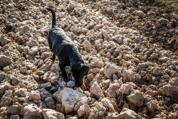 Perro labrador negro en campo arado olfateando — Foto de Stock