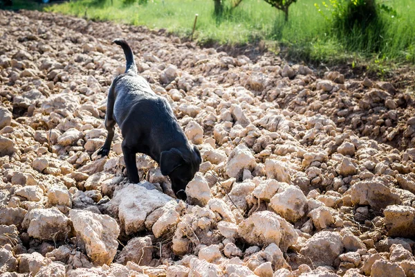 A felszántott mező szippantás Fekete Labrador-dog — Stock Fotó