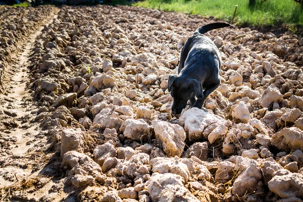 Perro labrador negro en campo arado olfateando —  Fotos de Stock