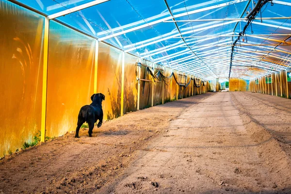 Labrador Negro caminando en el invernadero arado — Foto de Stock
