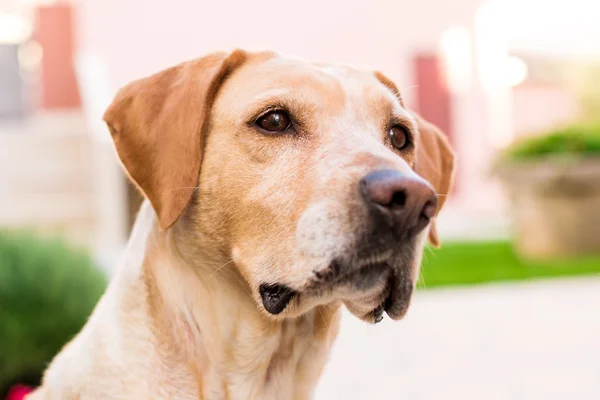 ラブラドール犬の距離に探して — ストック写真