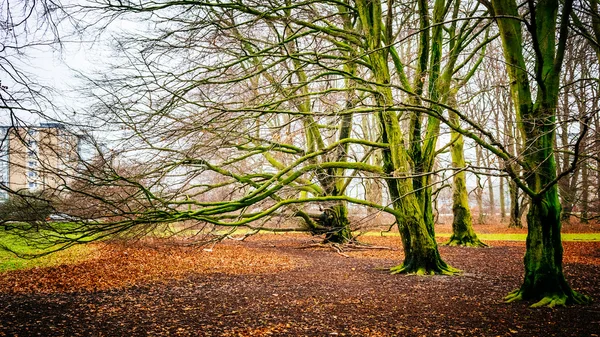 珍しい木とスウェーデンのマルメ都市公園における葉のたくさんの美しい森のシーン — ストック写真