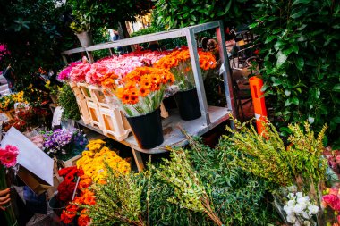Çiçek çiçek pazarında Kopenhag renkli çeşitli. Bahçe, Bahar, doğa arka plan.