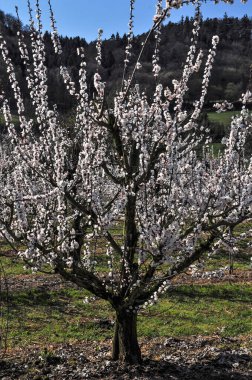 Vaçu, ilkbaharda açan kayısı ağaçları.
