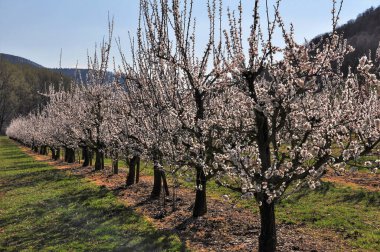 Vaçu, ilkbaharda açan kayısı ağaçları.