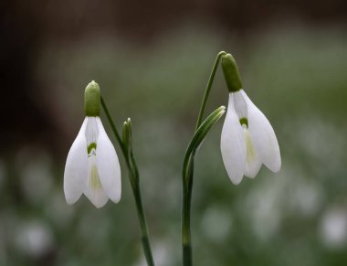 İlkbaharda açan kar damlaları, Galanthus nivalis, Avusturya