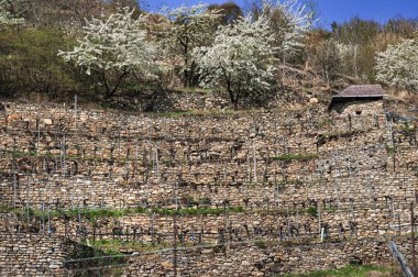 Vaçu, ilkbaharda açan kayısı ağaçları.