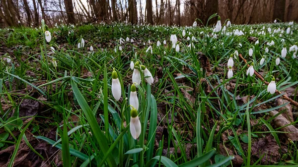 Gotas Neve Florescendo Primavera Galanthus Nivalis Áustria — Fotografia de Stock