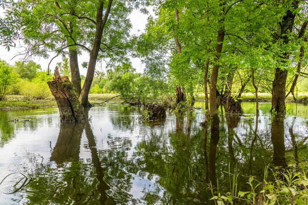 Paysage Couper Souffle Des Inondations Dans Parc National Marchegg Côté — Photo