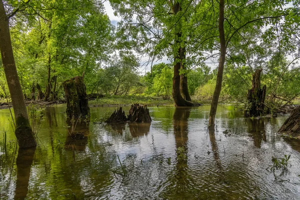 Paysage Couper Souffle Des Inondations Dans Parc National Marchegg Côté — Photo