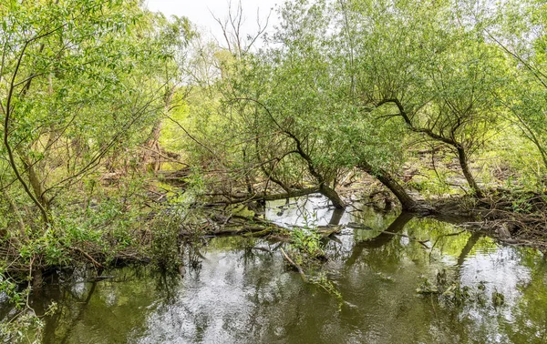 国立公園の洪水の風景モラヴァ川のそばの3月の卵 または3月 — ストック写真