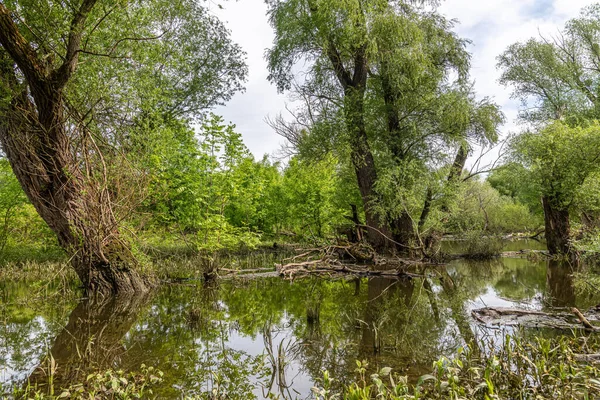 Paysage Couper Souffle Des Terres Inondables Dans Parc National Marchegg — Photo