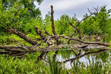 Avusturya 'da Morava (veya Mart) yakınlarındaki Marchegg Milli Parkı' ndaki sel baskınlarının nefes kesici manzarası