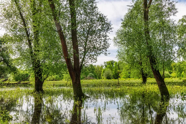 奥地利莫拉瓦 或三月 旁边的国家公园马奇格的洪水泛滥景观令人惊叹 — 图库照片