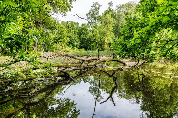 Paysage Couper Souffle Des Terres Inondables Dans Parc National Marchegg — Photo