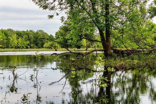 息をのむような風景国立公園内の洪水の風景モラヴァ または3月 オーストリアの横にある3月の卵 — ストック写真