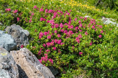 Hohe Tauern Ulusal Parkı, Almrausch, Alpenrose 'daki Alp Dağı açelyası çiçek açıyor.