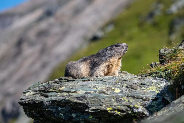 Marmota Alpina Descansando Pedra Parque Nacional Hohe Tauern Final Verão — Fotografia de Stock