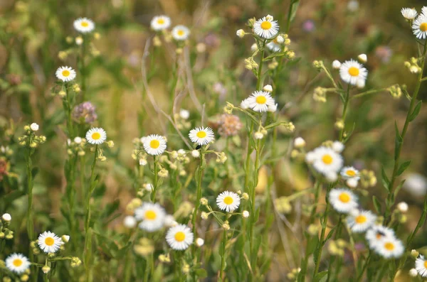Yeşil çimenlerin üzerinde küçük beyaz papatya çiçekleri