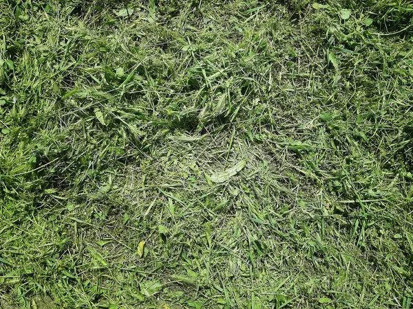 切りたての草の背景 — ストック写真