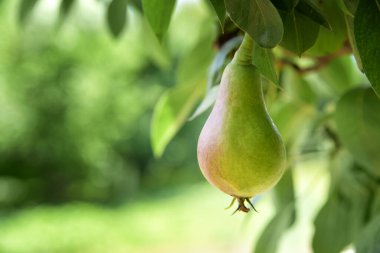 Yaprakların arasında küçük yeşil bir armut
