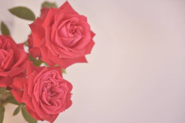 Beyaz arkaplanda pembe güller ve metin için boşluk